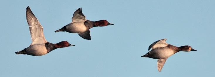 The decline of Pochard Pochard has declined by at least a third, and up to a half, in 23 years In UK it has declined by 67% in 25 years and 42% in last decade Now listed as