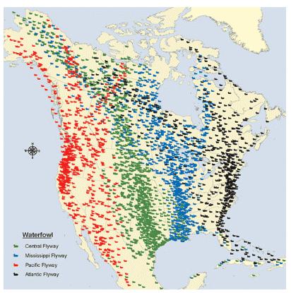 Duck management in North America This sort of collaborative flyway-scale management is well established in North America NAWMP introduced in 1986 due to recognition of the continuing