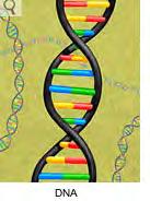 Patenting of Genes: Breast Cancer Gene 1990s scientists discover mutations in BRCA-1 gene.