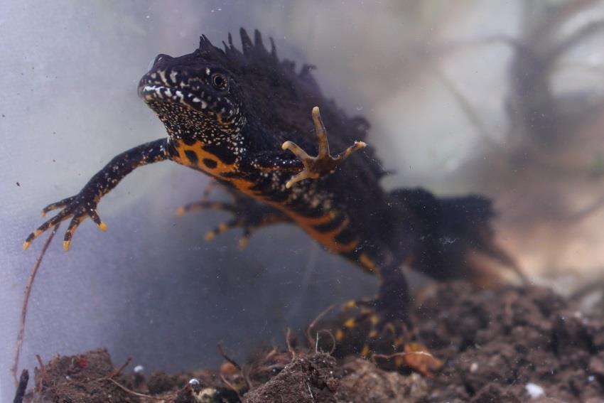 Dragons of Ramsey Heights A review of the ponds and great crested newt Triturus cristatus population at Ramsey Heights Countryside Centre Josh Hellon and Terry Moore January 2015 Did you know?