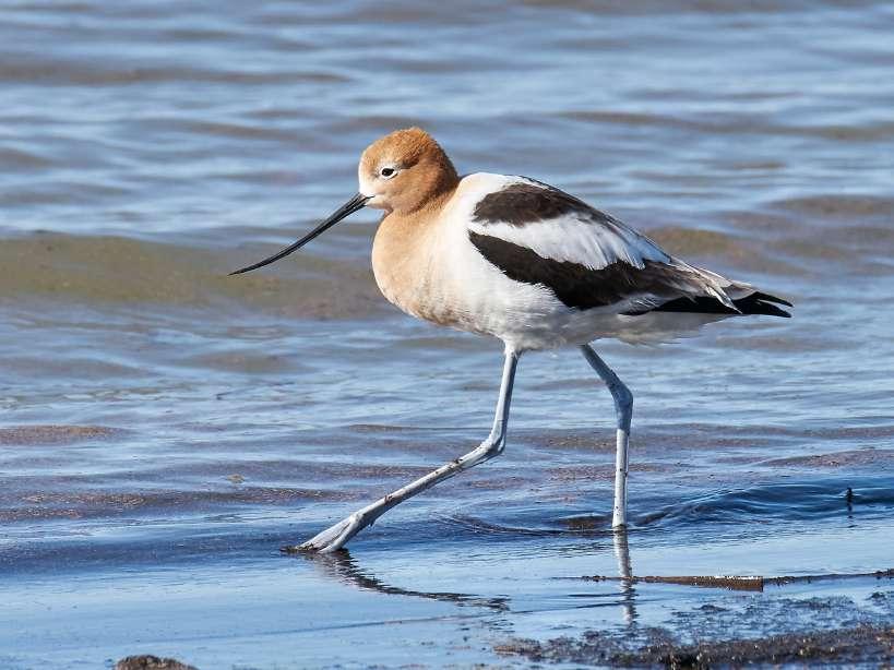I will use this image of an American avocet to explain some of the options you have for