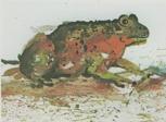 GUDGAD THE FROG This Dharawal story is similar to a well known Dreamtime story called Tiddalick.