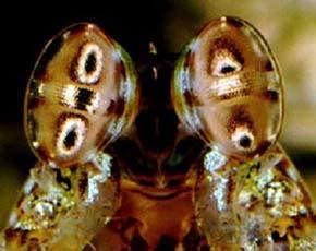 just one eye; each eye is on a stalk, with a wide range of motion stomatopods have up to