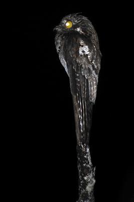 Fig. 3. Common potoo, Nyctibius griseus, perched and alert at night. [http://www.