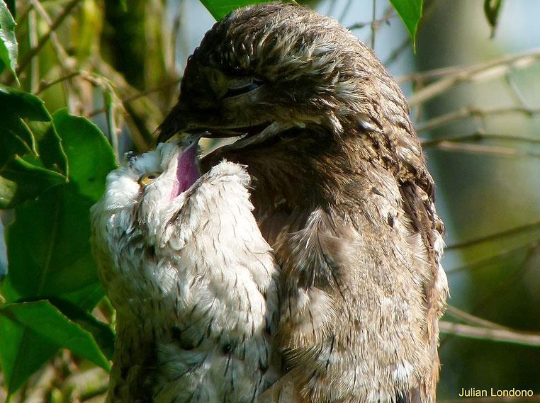Common potoo feeding its chick. [http://neotropical.birds.cornell.edu/portal/species/gallery?