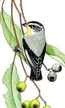 Bushland species include N e w H o l l a n d Honeyeater, Rufous Striated Pardalote Whistler, Laughing Kookaburra, Red Wattlebird, Striated Pardalote, Welcome Swallow and Tree Martin.