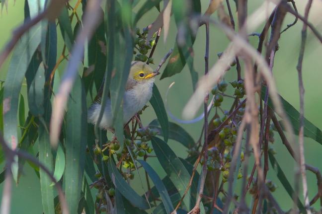 YOU CLEVER LITTLE BIRD: WHITE-PLUMED HONEYEATER At the Werribee River Park, I was watching a pair of White-plumed Honeyeaters.