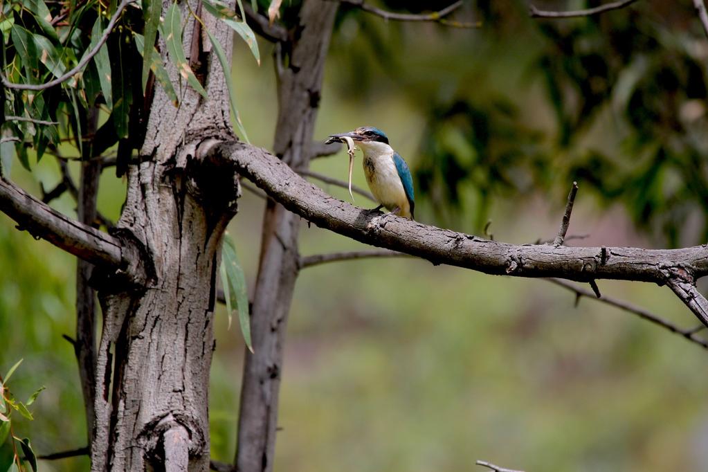 MEMBERS AMBLINGS AND ANECDOTES Sacred Kingfisher at the Creek. Len Towerzey has been following a pair of Sacred Kingfishers that have taken up summer residence in the Kororoit Creek.