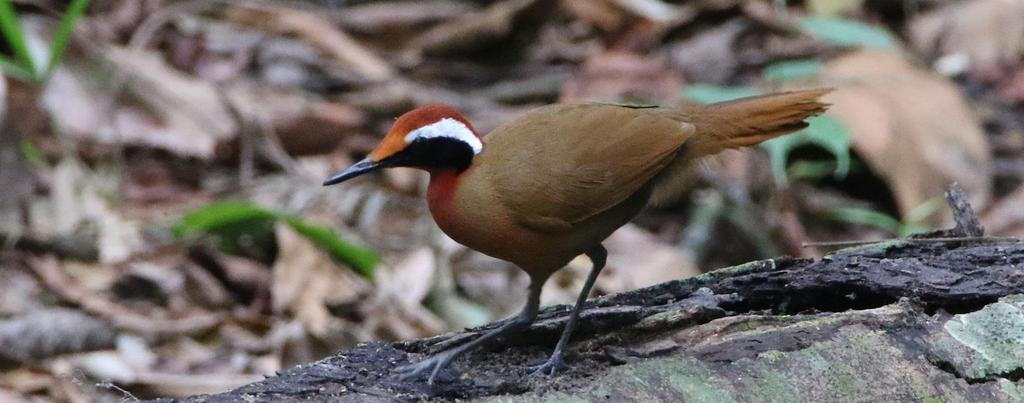 Peninsular Malaysia birding tour Tour details Tour starts & finishes: Kuala Lumpur Int l Airport (see itinerary for details of pickup locations) Scheduled departure and return dates: Tour commences