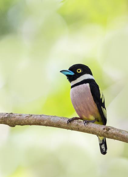 Flycatchers, Blue Nuthatch, Black and Malayan Laughing-thrush while more difficult specialities include the endemic Malayan Partridge, Ferruginous Partridge, Yellow-vented Green Pigeon, Rusty-naped