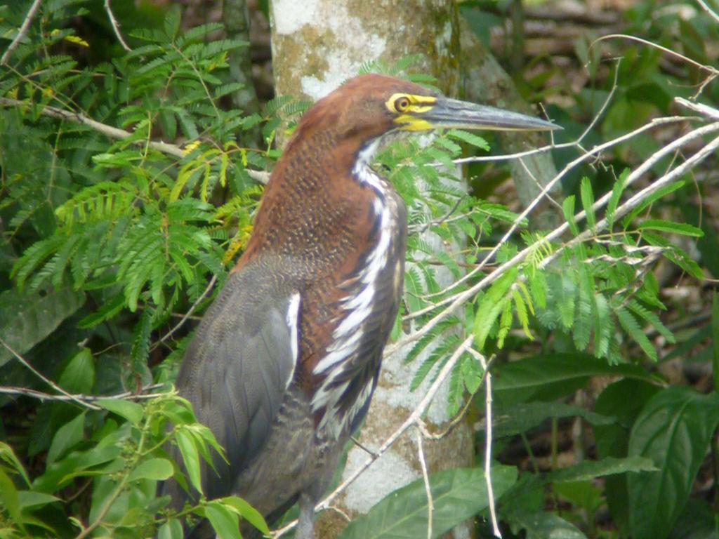 A Rufescent Tiger-Heron posed nicely opposite the hide, although a Capped