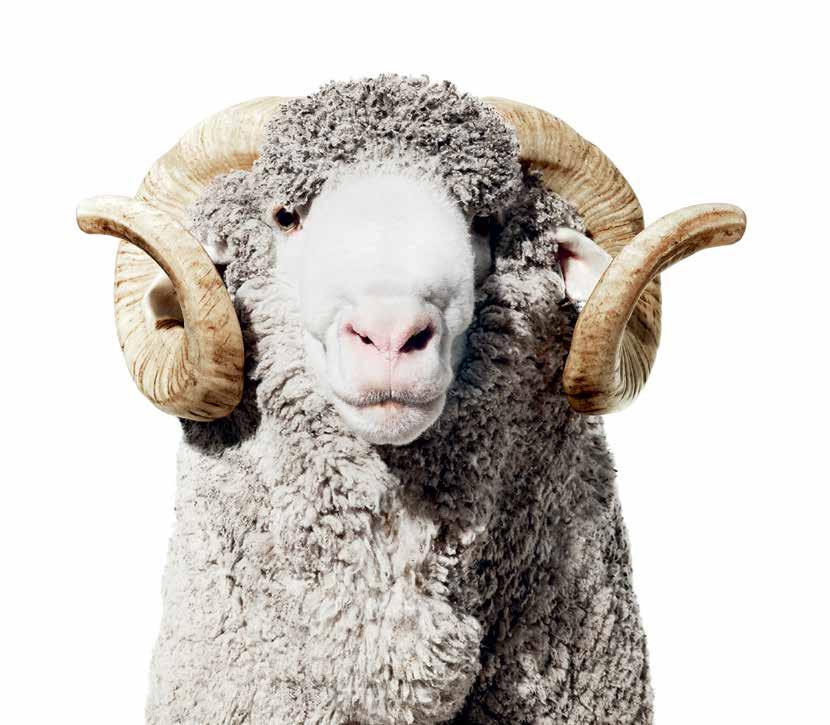 ABOUT THE WOOLMARK COMPANY The Woolmark Company is the global authority on wool.