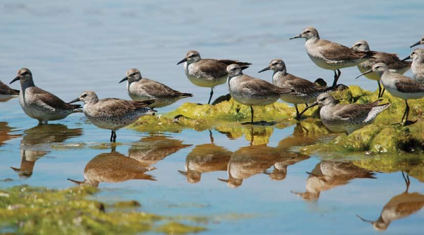 Photos (clockwise): Red Knot,