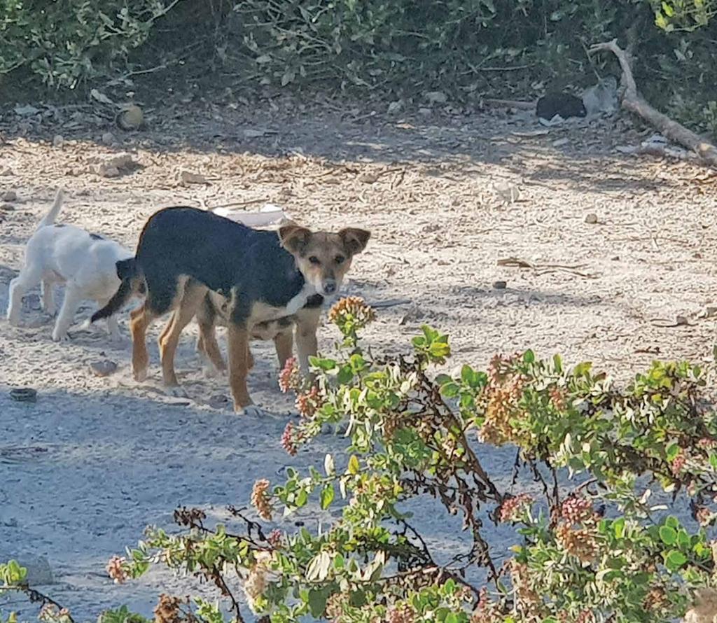 The five dogs that were living in the scrub area next to houses being built opposite Hamala Beach Resort were all there on Friday afternoon, when they were fed.