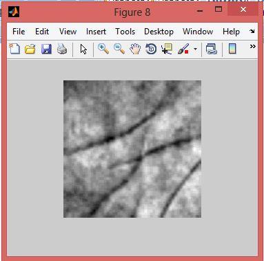 Figure 9: ROI Extracted Palmprint Image & Histogram Equalized and Enhanced Images Figure 10: Circular Strip Palmprint region is extracted and is enhanced and normalised to a size of 100 115 pixels.