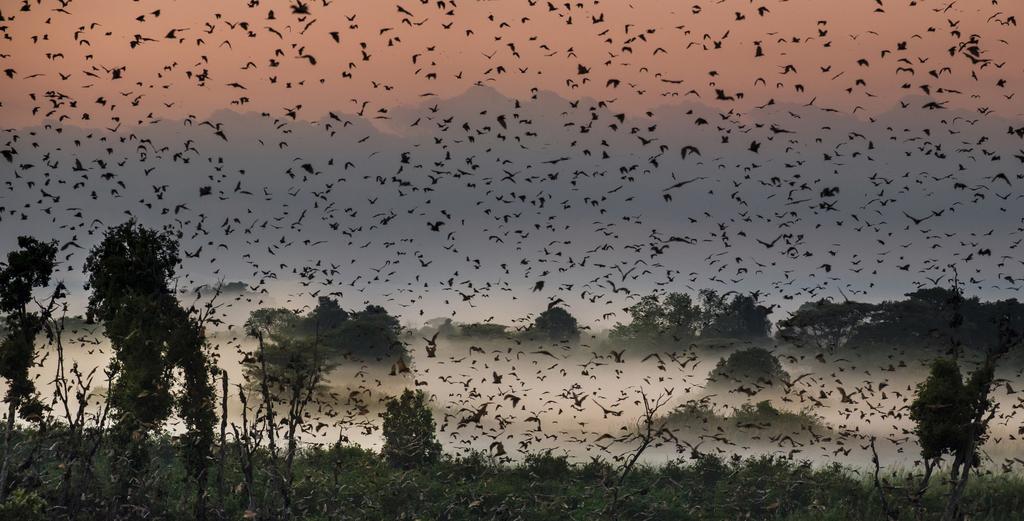 A blizzard of bats Africa s biggest mammal migration is not to be found in the Masai Mara or Serengeti.