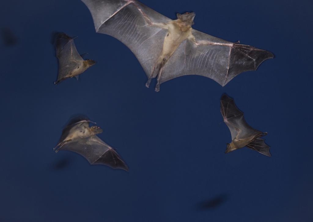 At dusk, the bats leave their daytime roost to search for food.