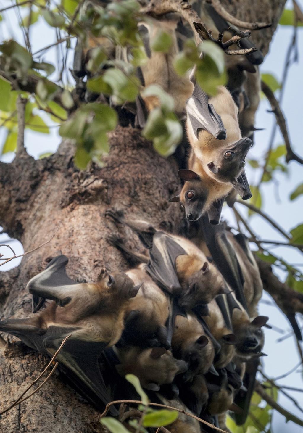 By day the bats roost in trees, packing themselves around trunks and along branches, which often break under