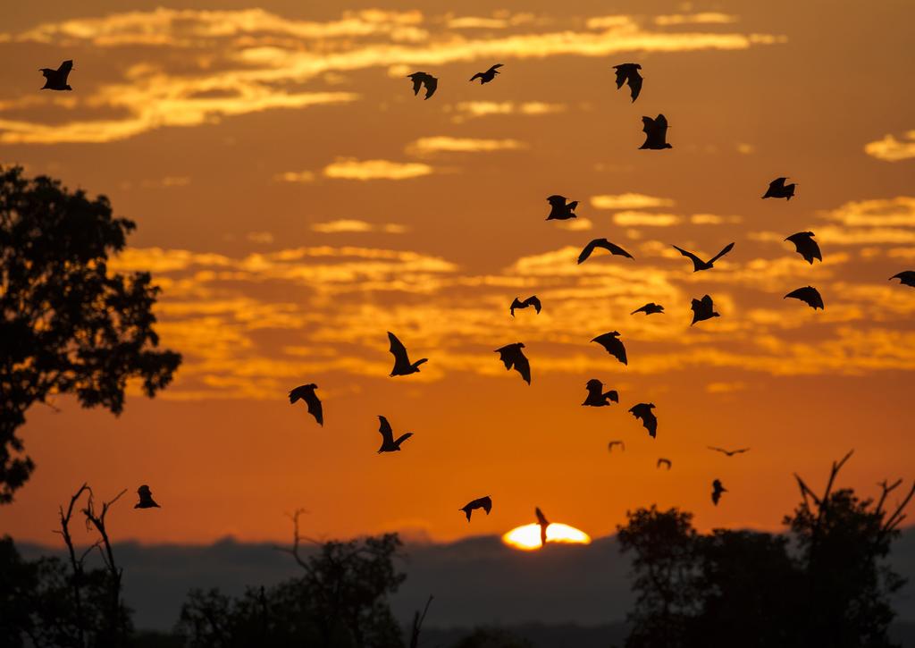 Straw-coloured fruit bats silhouetted against the orange dawn sky as they return to their forest
