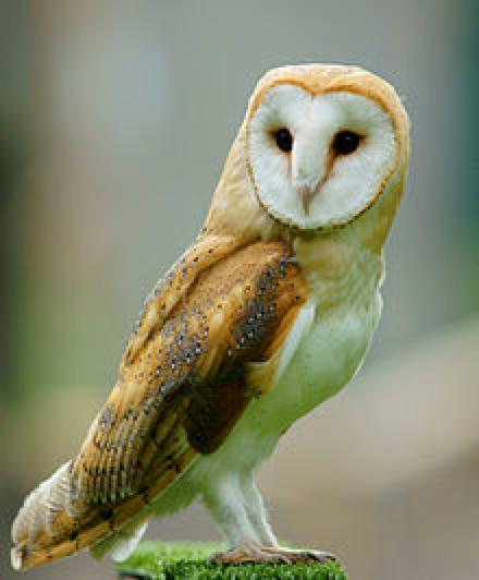 Zoological intermission The Barn Owl Hunts through hearing in the dark Can shape its face to funnel sound