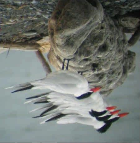 U.S Fish & Wildlife Service Caspian Tern Nesting Ecology and Diet