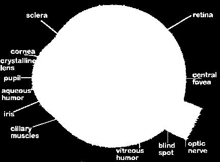 eye is called the retina.