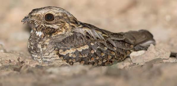 YAB Monthly Newsletter December 2016 Fiery-Necked Nightjar Chairman s Chatter - John Kinghorn I cannot believe how quickly this year has passed!