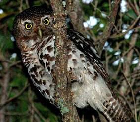 Barred Owlet