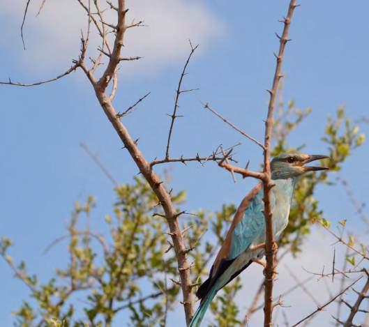 Bushveld birds