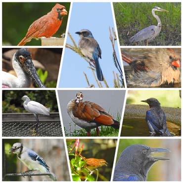 Marion Audubon Society The Scrub Jay December 2018 Photos by Holly Yocum December Issue: The Scrub Jay by Marty Schwartz, Editor The Scrub Jay will be published monthly including upcoming events,