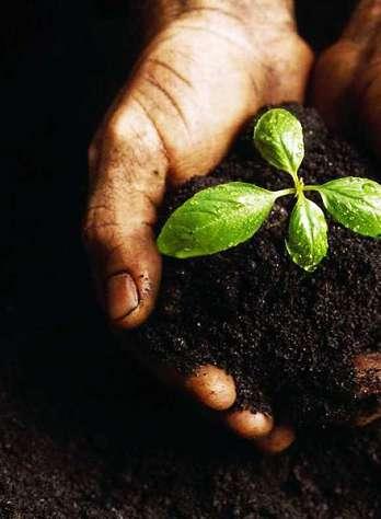 ORGANIC FERTILIZERS Organic Fertilizer is naturally occurring fertilizer that is made from organic compost, farm cattle manure, poultry manure, husk, guano, natural amino acid and dolomite.