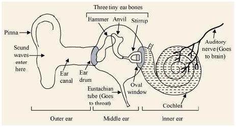 The vibrations are passed from the hammer to the second bone anvil, and finally to the third bone stirrup.