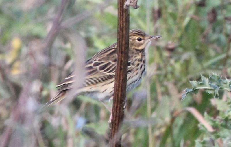 On the 14 th a Whinchat and 7 Yellow Wagtails were at Abbotscliffe, a Whinchat and 3 Wheatears were at Samphire Hoe and 450 Mediterranean Gulls flew over Beachborough Lakes, whilst the following day