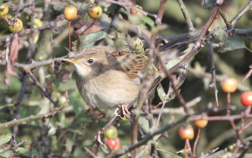 Hoe, 2 Yellow Wagtails and 7 Wheatears at Church Hougham and 20 Blackcaps and 20 Chiffchaffs at Folkestone Downs.