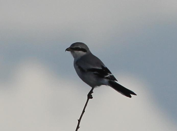 A Great Grey Shrike arrived at Abbotscliffe on the 8 th (remaining until the 9 th ), when a Tree Pipit, a Whinchat, a Wheatear, a Fieldfare, a Redwing, 2 Mistle Thrushes, 2 Snipe, 5 Blackcaps, 7