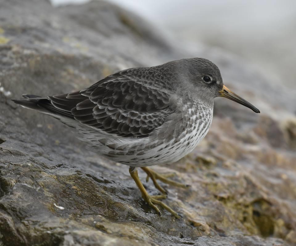At least three Purple Sandpipers remained at Hythe, whilst one on the seawall at Samphire Hoe on the 9 th was a very good record for the site.