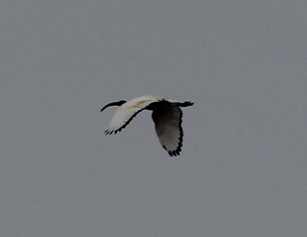 A Peregrine was at Botolph's Bridge on the 3 rd, when 12 Curlew were noted at the Willop Basin and Buzzards continued to pass through with two at Samphire Hoe and two flying east at Seabrook, whilst