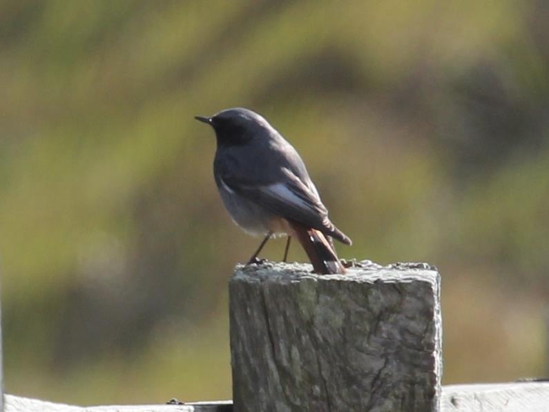 On the 12 th a Blackcap was singing at Hythe, two Chiffchaffs and three Reed Buntings were at Princes Parade, two Teal were seen on the sea off Hythe Ranges and a Lesser Black-backed Gull and 65