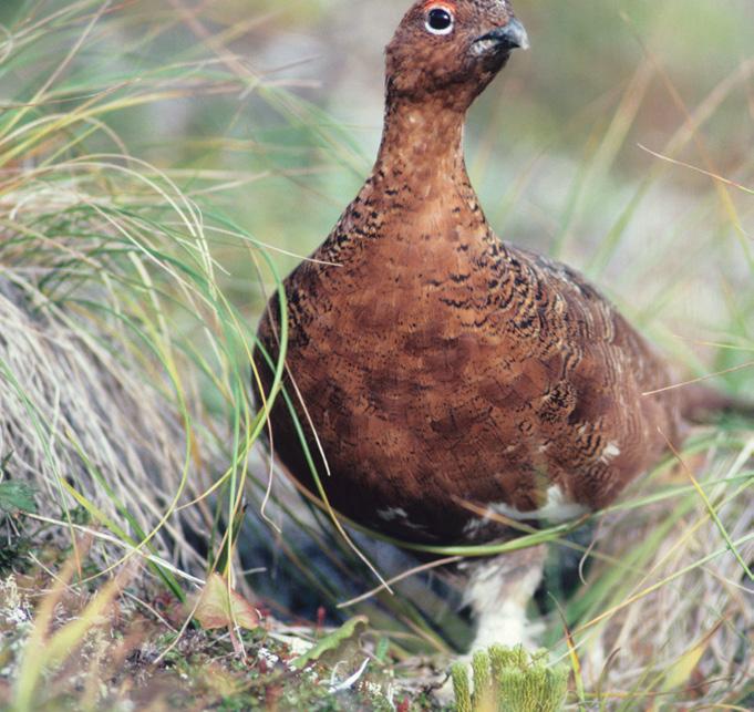 In summer, the ptarmigan s feathers are gray and brown. The bird blends in with the tundra plants.