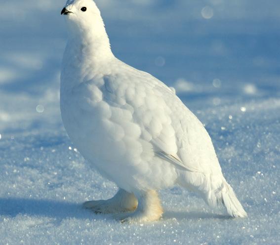 In winter, the ptarmigan s feathers turn pure white.