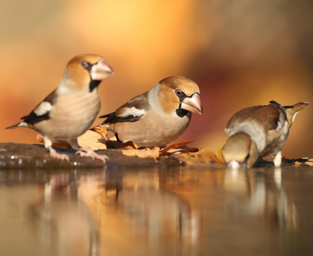 Hawfinches drinking (János Oláh) Eurasian Siskin Carduelis spinus: Small flocks were seen mainly in the villages and around the fishpond.