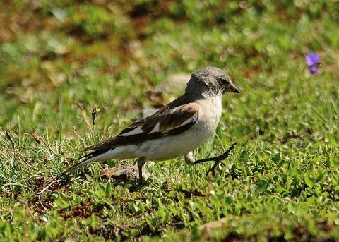 within thirty minutes we had a nice Snowfinch (lifer) come fairly close whilst we were