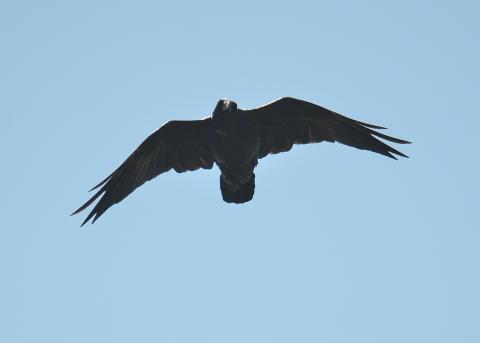 pair of displaying Ravens flew close