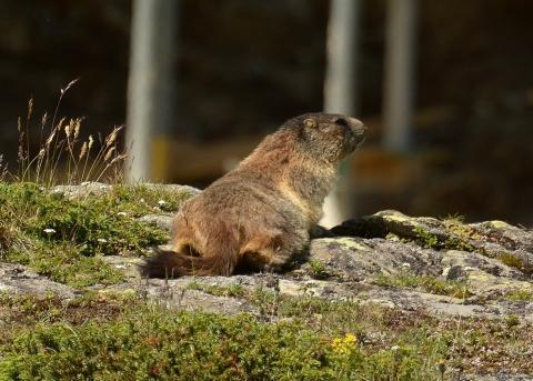 Marmot who decided to venture out of a hole on