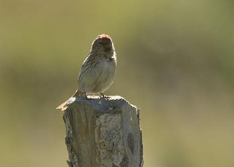 Lesser Redpoll Further down the track on one of