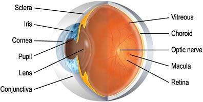 The eye contains a convex lens.