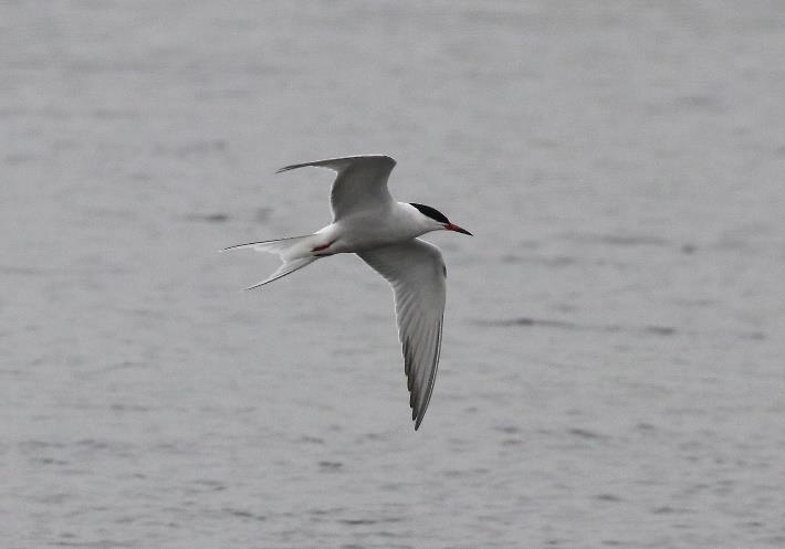 Image copyright John Wilson We stopped for lunch at Spey bay and had excellent views of Common and Arctic Terns.