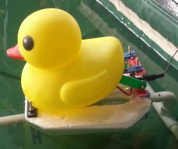 13. Hand Generator Robot Duck Short Distance Swimming Competition Ducks swim with two webbed feet in the water.