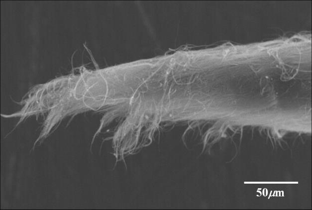 MECHANICAL PROPERTY OF CARBON NANOTUBE YARN REINFORCED EPOXY Figure 7 shows SEM images of fracture portions of MWNT spun yarns.