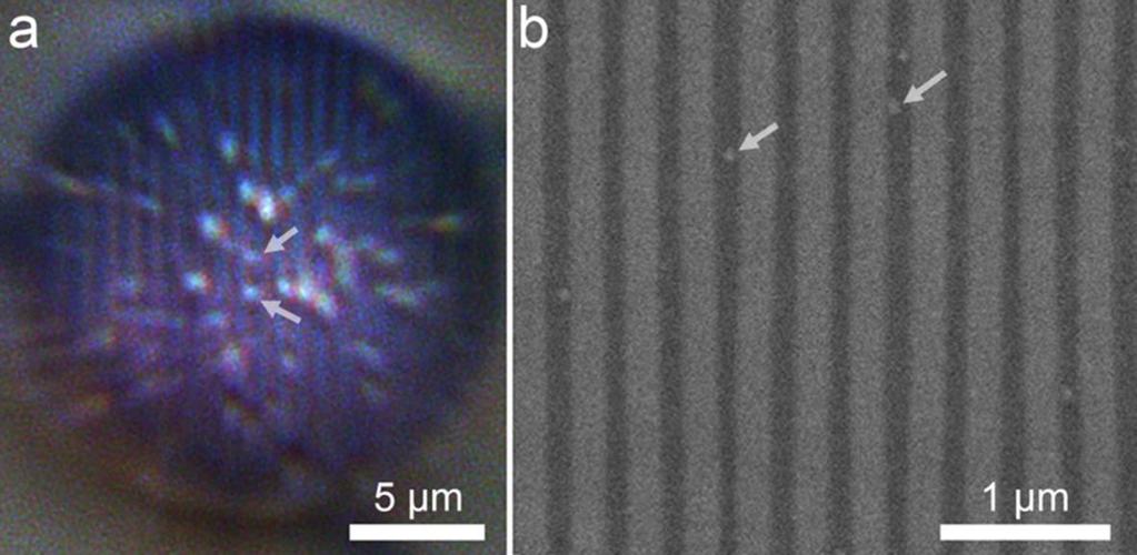 fig. S7. Direct optical observation of 50-nm latex beads located on the surface of a Blu-ray disk.